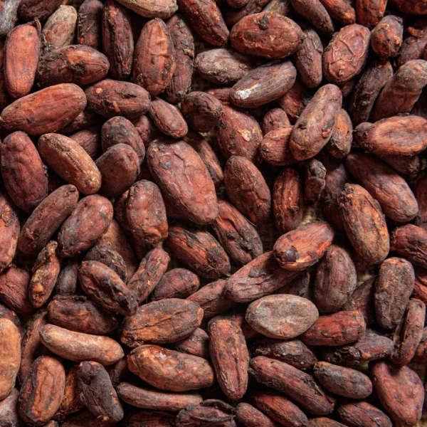 Cocoa Bean Online